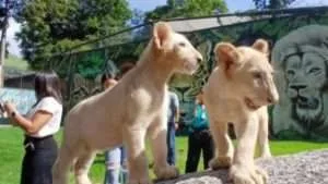 Leones blancos del Zoológico Las Delicias ya están en exhibición