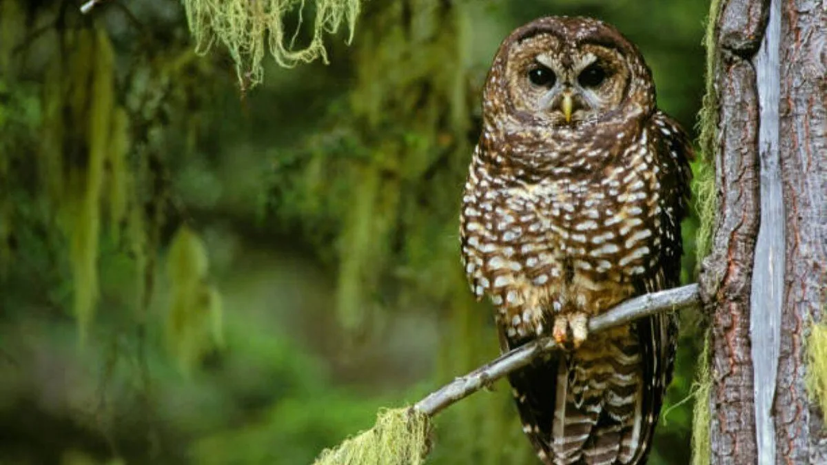 Northern spotted owl once became a symbol of America’s logging wars; now scientists say it is already functionally extinct
