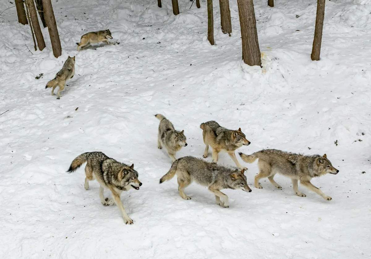 B.C.’s militarized wolf cull is a misguided approach to a complex issue