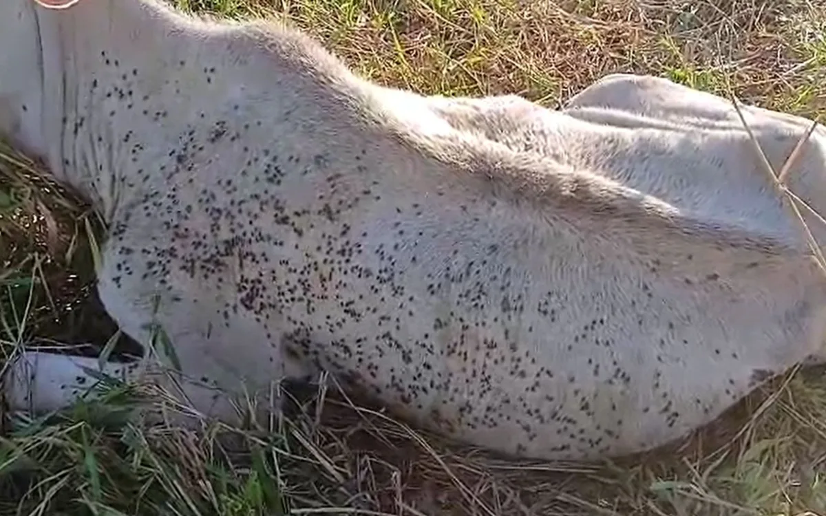 Pecuaristas relatam prejuízos com a morte de animais após ataques da mosca-do-estábulo no noroeste de SP