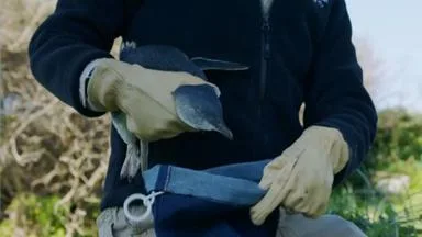 Impfung von 5000 Pinguine auf Phillip Island