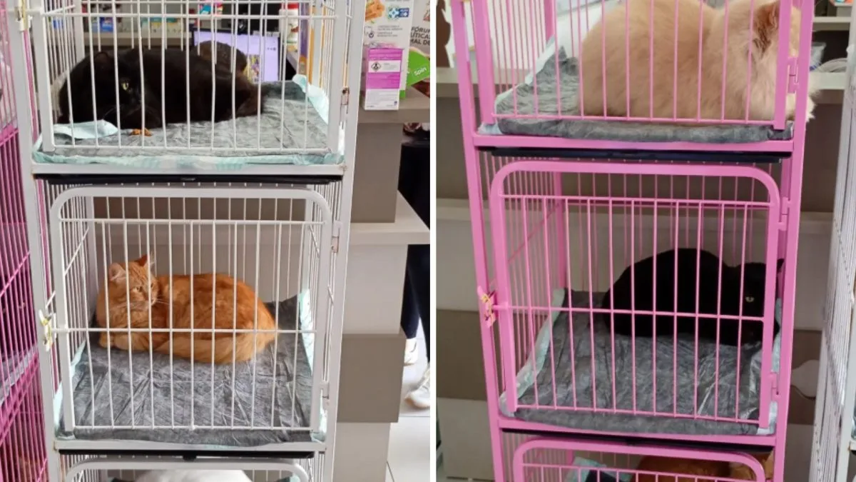 Superpopulação de 400 gatos: entenda o ‘teste’ exigido para adotar os animais em SC