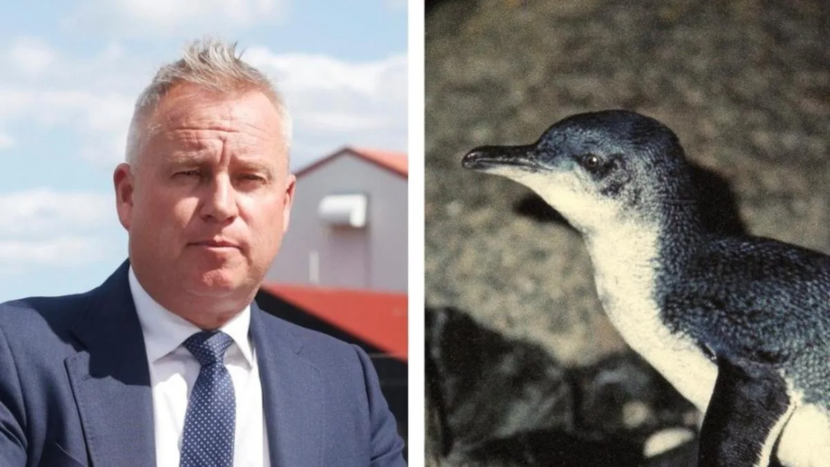 28 dead penguins found on Tasmania’s King Island spark bird flu fears