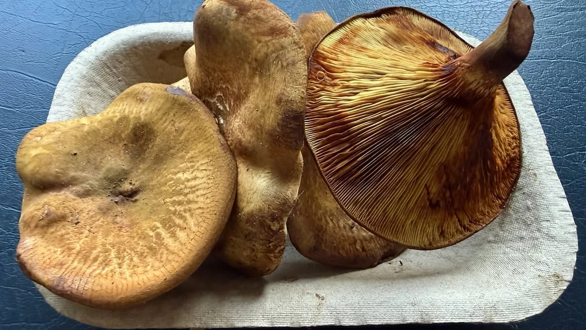 Potentially toxic mushrooms sold in Harrop, B.C., prompt Interior Health warning