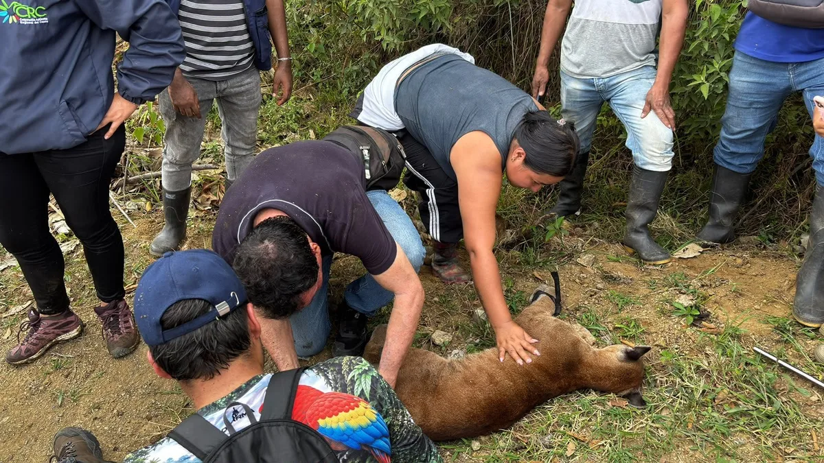 En video quedó registrado el rescate de un puma y su cría en Cauca: “La vida se respeta”