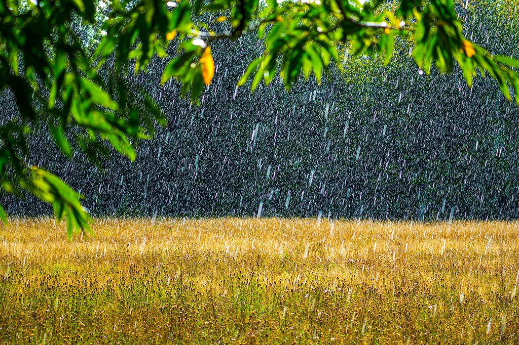 Como as mudanças climáticas estão transformando o cheiro de chuva