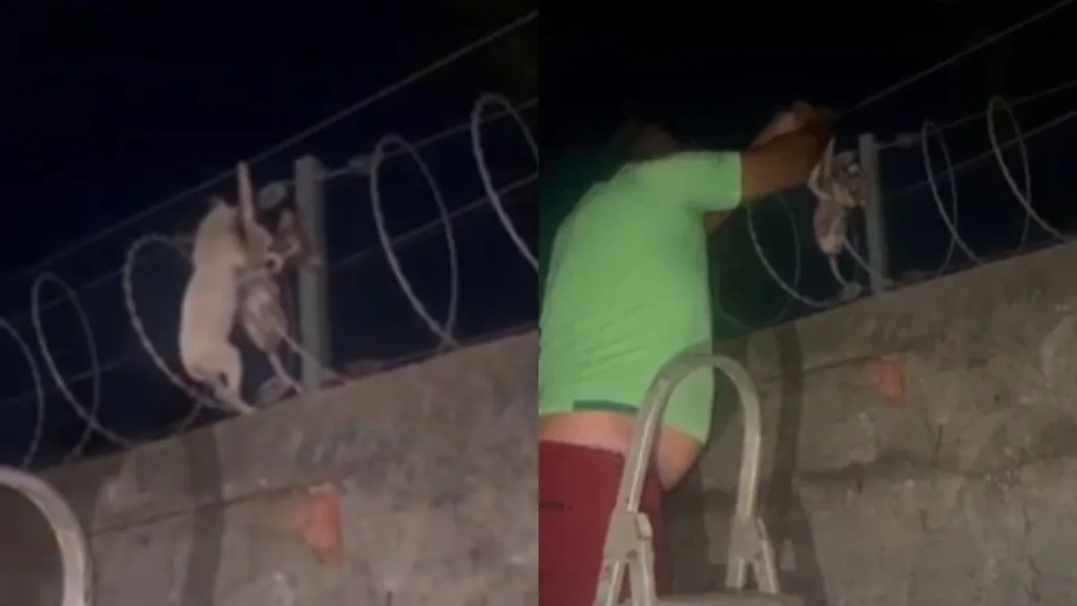 Polícia deve investigar suposto abandono de filhotes resgatados em cerca elétrica em Teresina