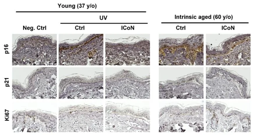 LG생활건강, 항노화 성분 ’NAD+’ SCI급 저널 게재…‘더후’에 적용