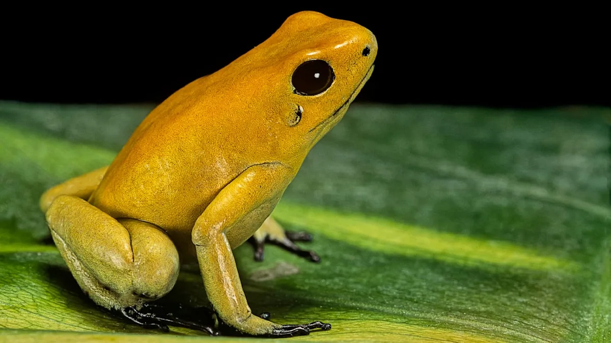 Geniale Überlebensstrategie - Wie dieser Frosch sich vor seinem Gift schützt
