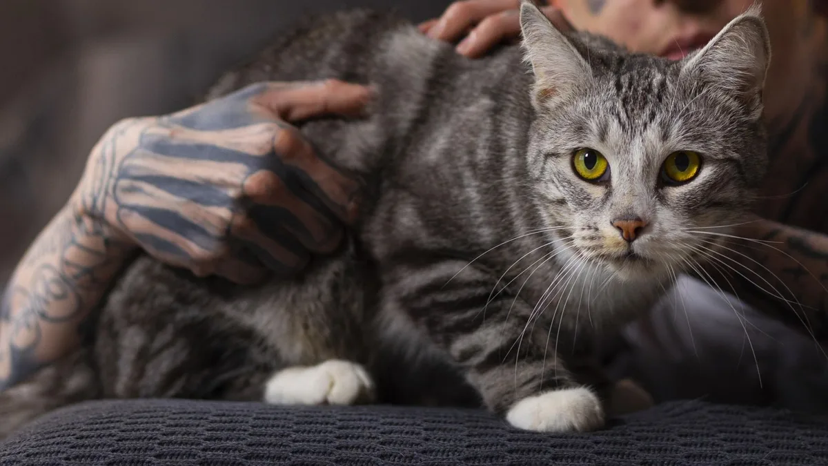 Los psicólogos coinciden: las personas que más se preocupan tienden a desarrollar un vínculo más intenso con sus gatos