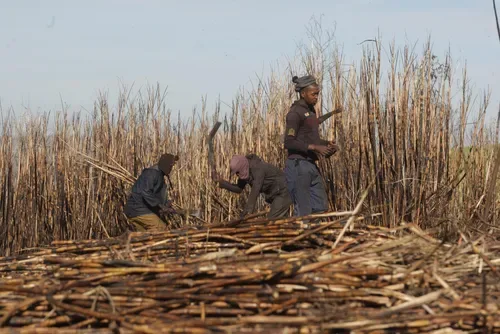 Calls for urgent action as cheap sugar imports threaten 70,000 jobs