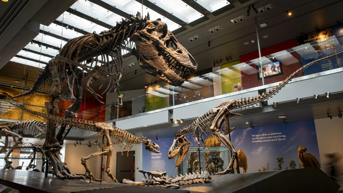 Resuelto el enigma de la temperatura corporal del T. rex: 36 grados