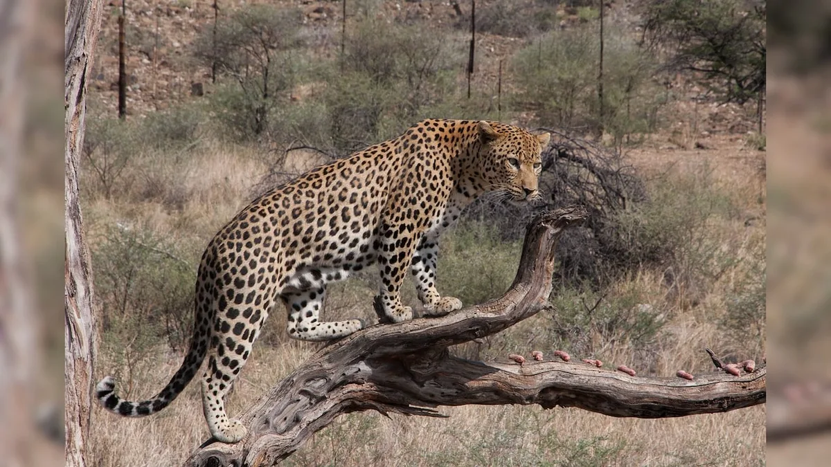 Leopard Drags Man Sleeping Outside Home In UP, Body Found 200 Meters Away