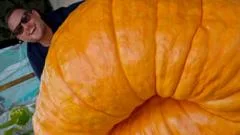 Gardener's giant pumpkin is size of small car