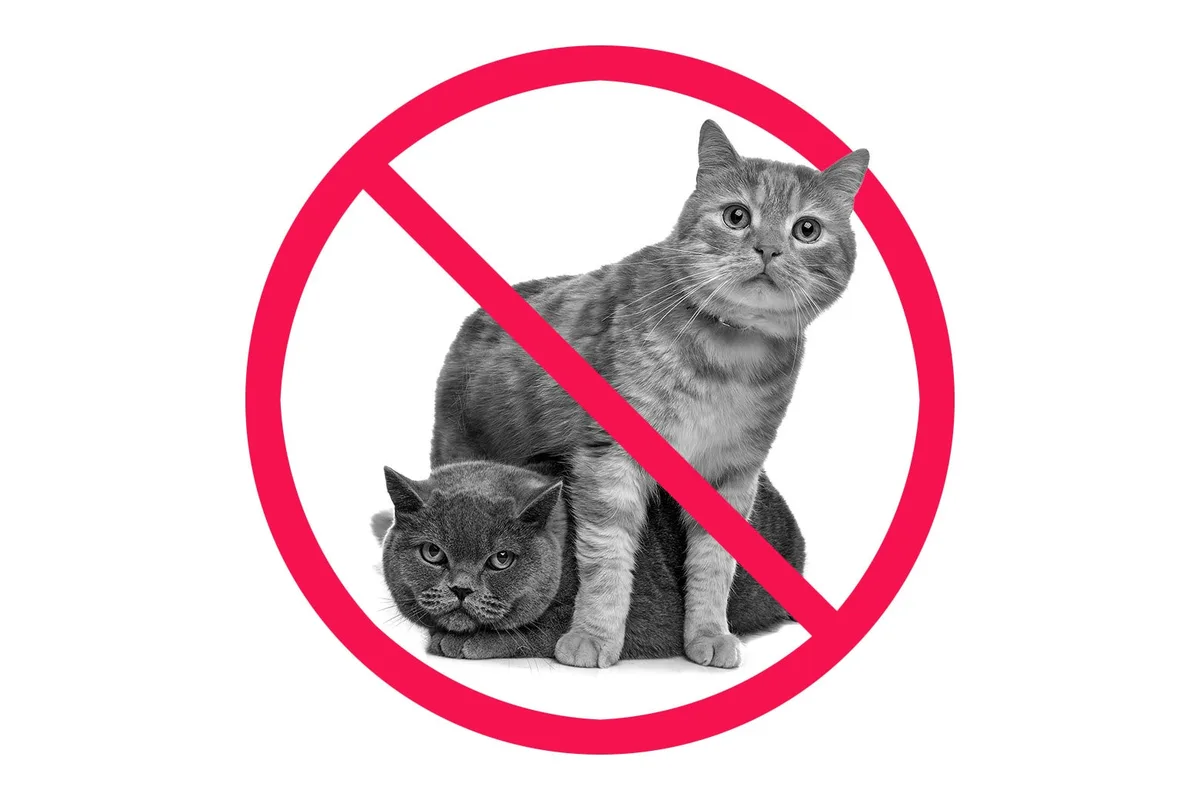 I Asked My Neighbors if They Could Feed My Cat for the Weekend. Their Response Was Baffling.