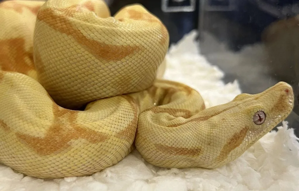 Hérault : « N’intervenez pas »… Un boa constrictor s’est échappé dans cette commune