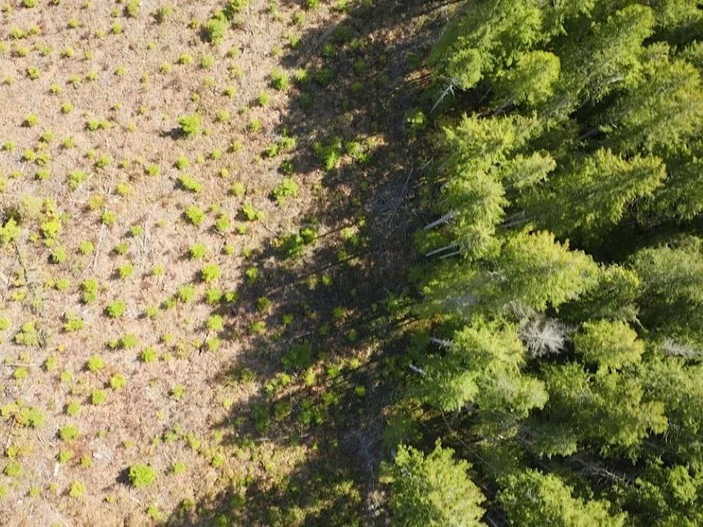BC Is Quietly Planning to Split Forest Lands into Three Use Zones
