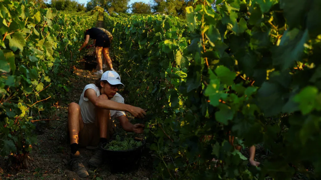En France, les vendanges battent des records de précocité à cause de la chaleur
