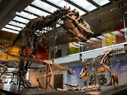 Etwa so wie ein Elefant: Tyrannosaurus rex war tatsächlich ein Warmblüter