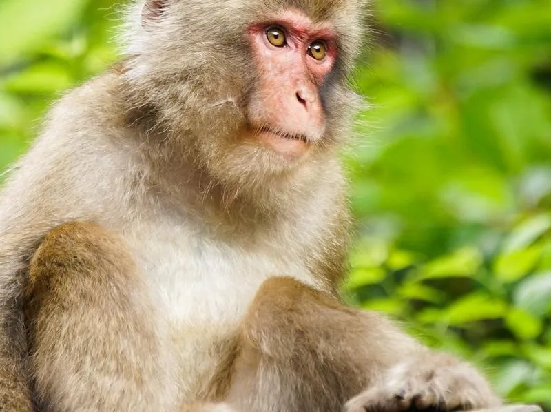 Gang of angry monkeys surrounds and attacks Japanese man in hot spring town