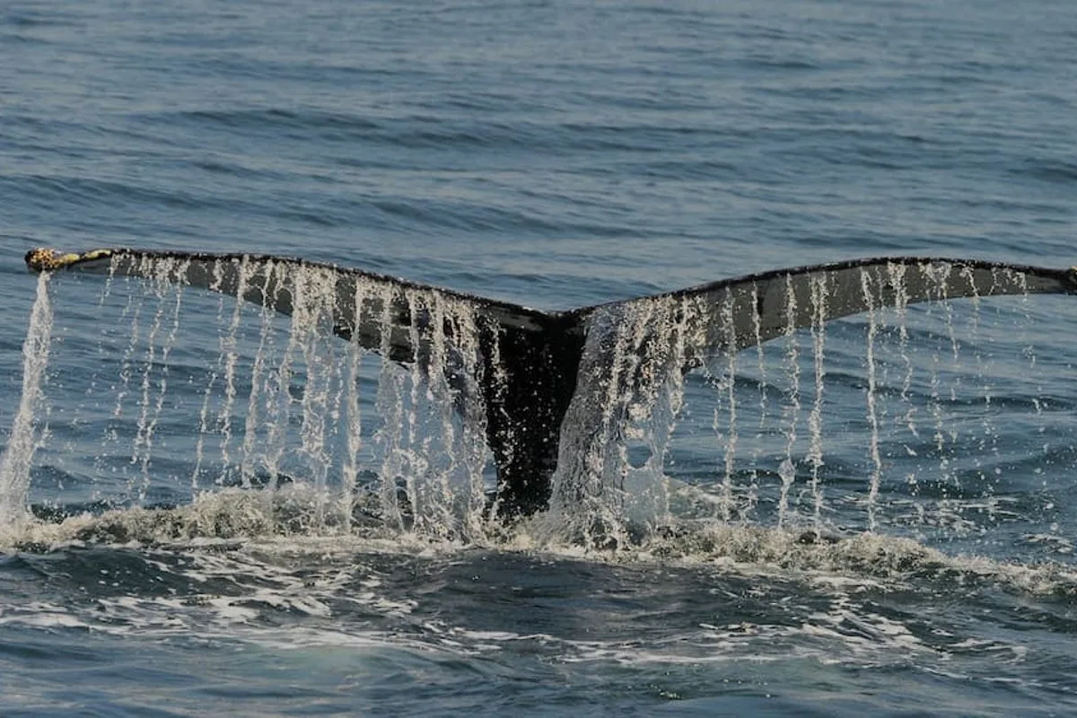 Tour guides make remarkable discovery about Great Barrier Reef whales: ‘Not even scientists knew what it meant’