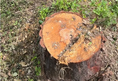 인천대공원서 나무 98그루 고사…환경단체 "원인 조사해야"