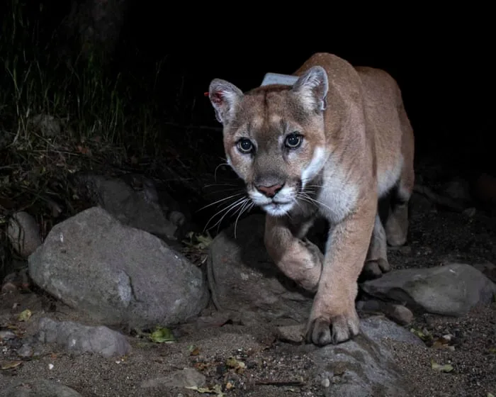 Los Angeles to memorialize late mountain lion P-22 with sculpture in Griffith Park