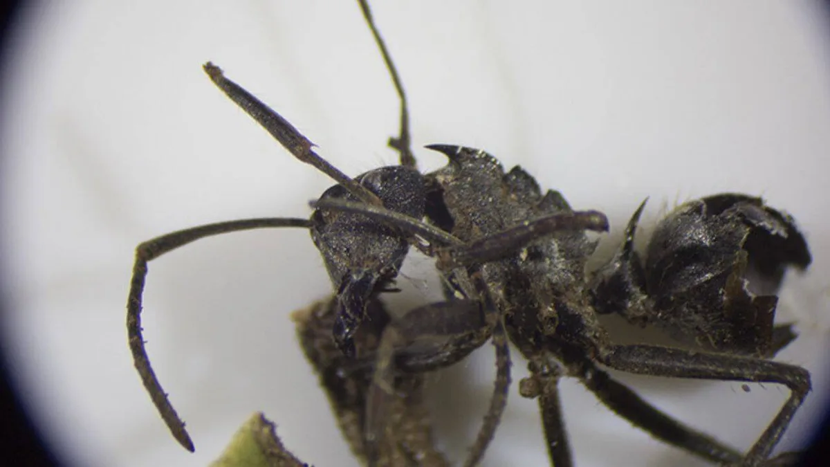 Zombie fungus forces ants to bite leaves before killing them