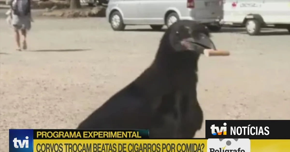 Polígrafo. Corvos trocam beatas de cigarro por comida?