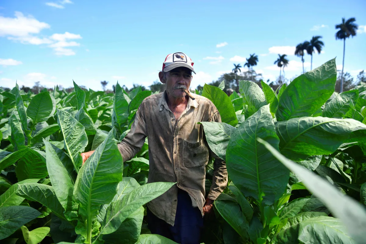 Productores siembran 20,000 hectáreas de tabaco en medio de las restricciones que amenazan la cosecha