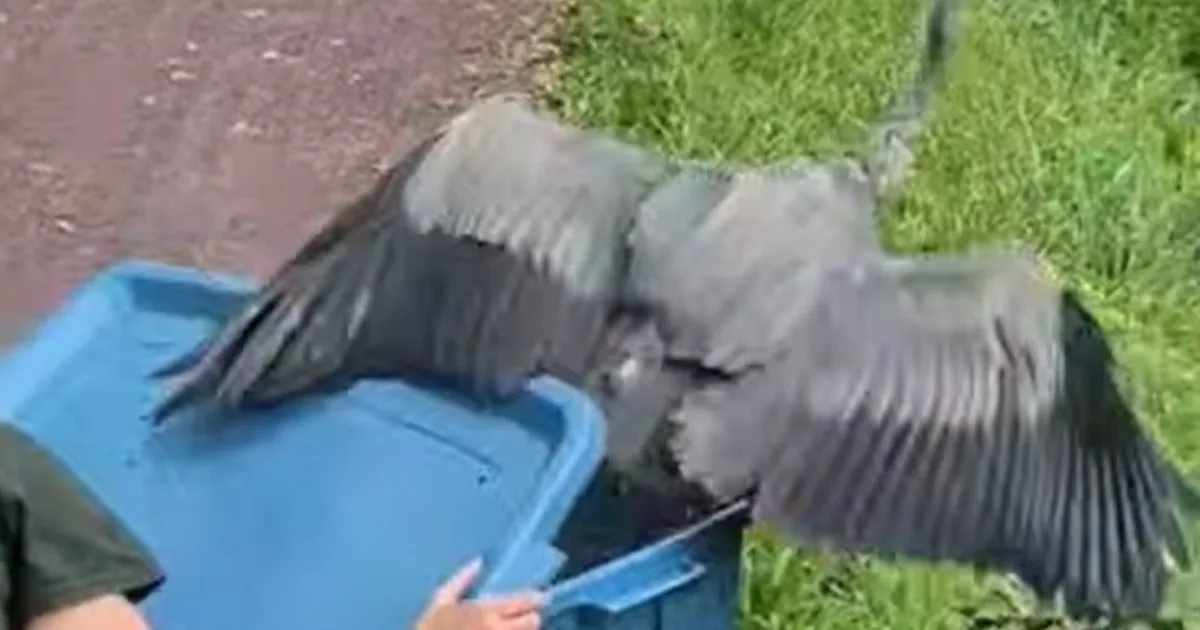 Una garza rehabilitada regresó a la naturaleza tiempo después de sufrir problemas de salud a causa de un incidente con un hilo de pesca