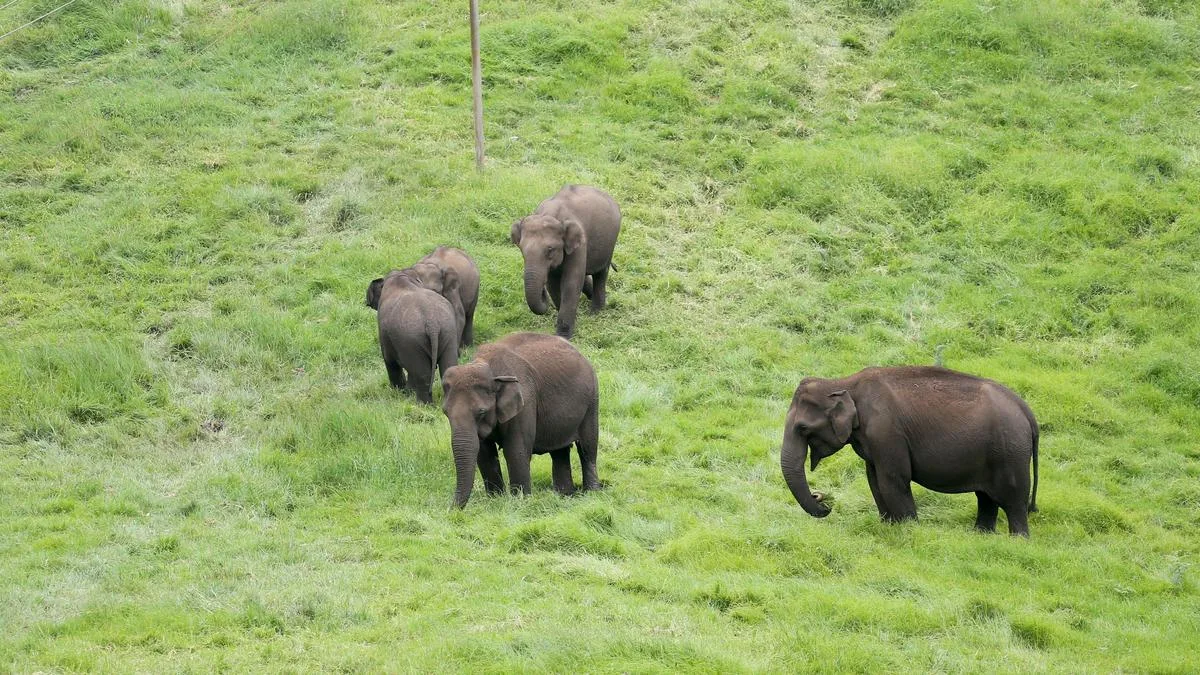 Tourism infrastructure threatens to push elephants out of Mattupetty grasslands in Keralam’s Munnar