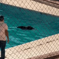 Na região do Pantanal, queixada é flagrada tomando banho de piscina na UFMS
