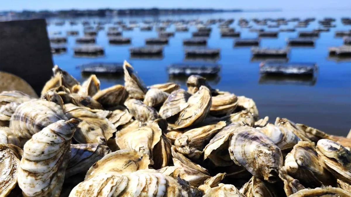 Thieves stole 400,000 oysters worth about $350,000 from an Australian farm; the grower says...
