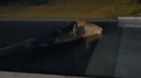 Pescador encontra sucuri gigante descansando de barriga cheia em rio do MS