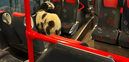 Lüdinghausen: Schaf fährt in Bus durch Waschanlage – mit Polizeibegleitung
