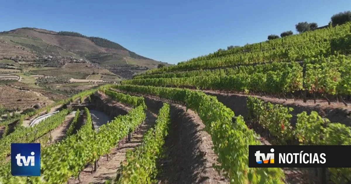 "Há Lugares Assim": entre Pinhão e a Régua produzem-se os vinhos de excelência do Douro