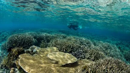 "Chaque dixième de degré" compte : des scientifiques alertent à nouveau sur le danger du réchauffement océanique pour les coraux