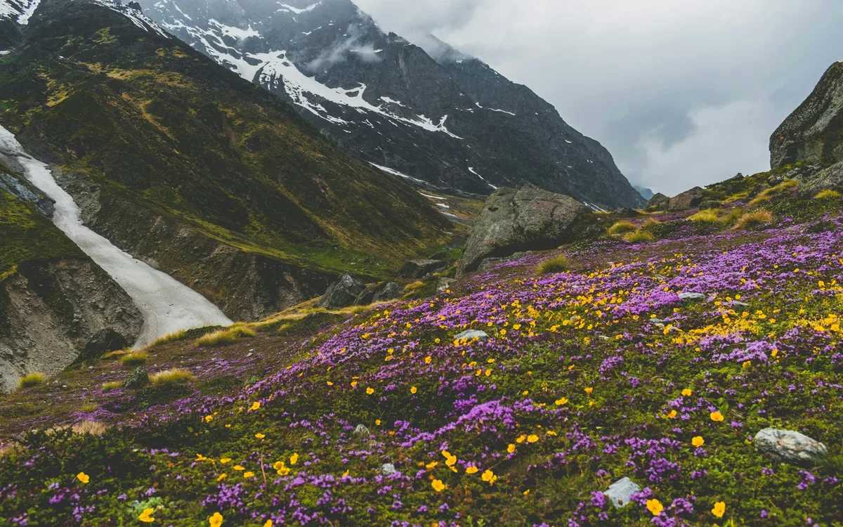 Why are there so many plants? New research reveals two key phases in Earth’s past