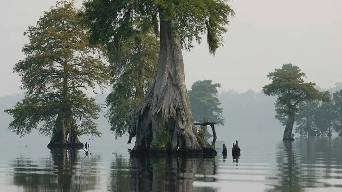 Virginia re-wet a swamp across 150 miles of old ditches; peat traps 200,000 tonnes of carbon