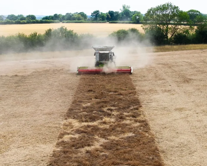 Tougher crops and beaver dams: how UK farmers are tackling drought