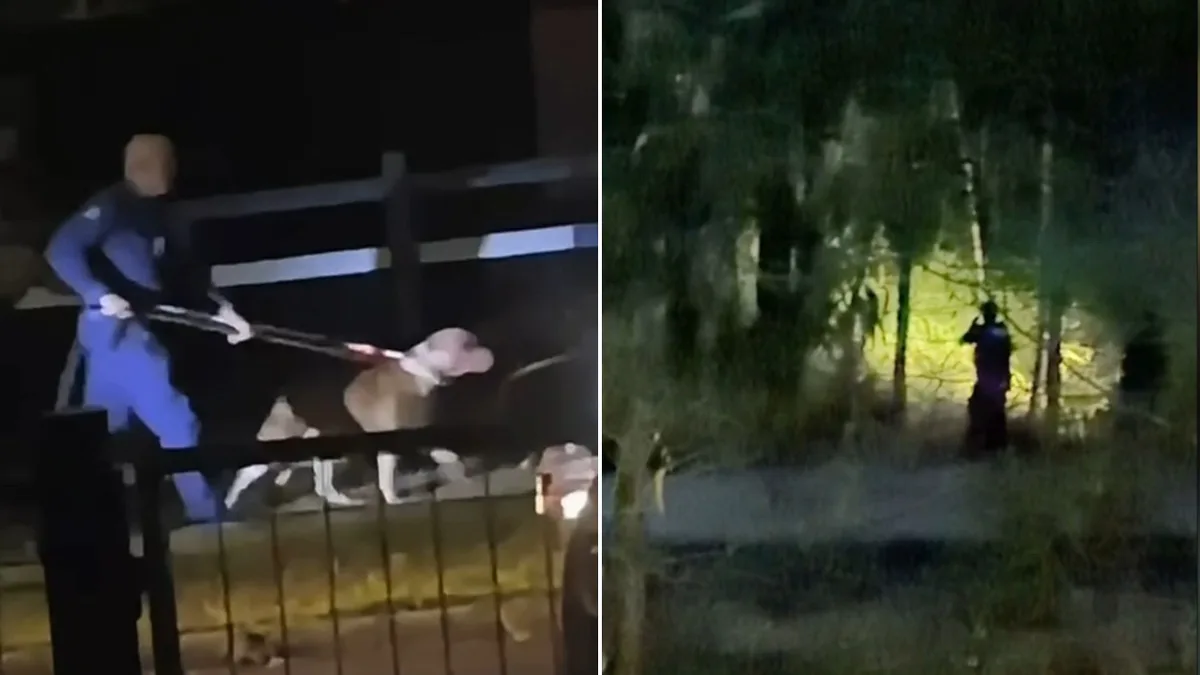 Cyclist left fighting for his life after dogs drag him from his bike in Brisbane park attack