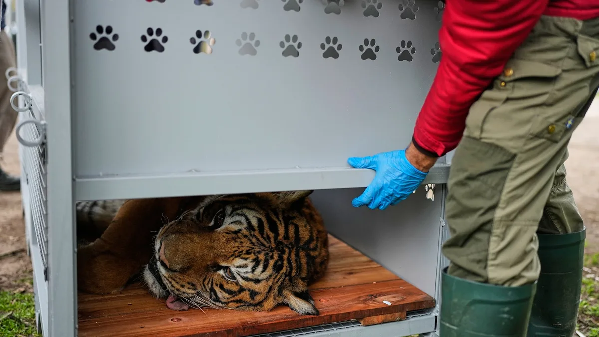 Lions and tigers begin a long-awaited rescue from a notorious Argentine zoo