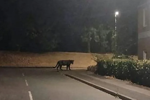 Terrified mum claims to have photographed a PANTHER prowling through her Northampton estate