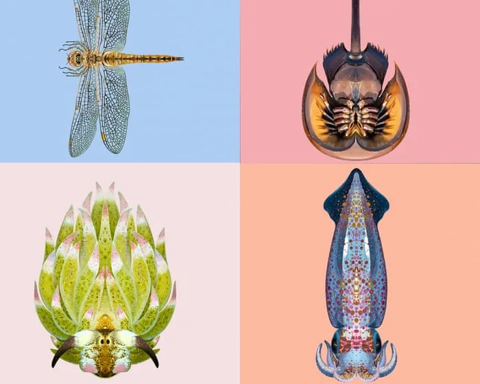 The winner of the Guardian's Invertebrate of the year 2026 revealed