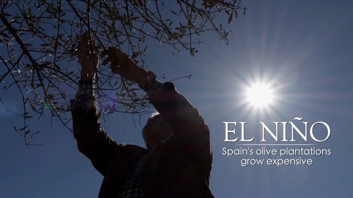 Inside El Nino – Spain’s olive plantations grow expensive