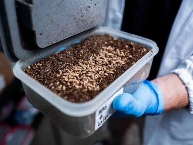 Una empresa usa insectos modificados genéticamente para frenar enfermedades que generan pérdidas millonarias