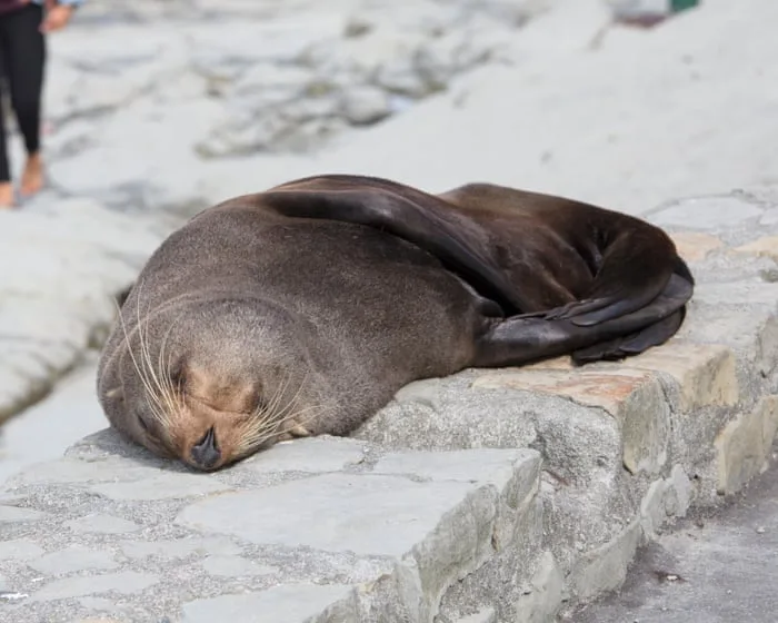 Fur seal‘s death marks first Australian mainland mammal fatality from spreading H5 bird flu strain