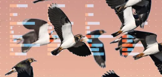 Biodiversitätskonferenz COP17: Die Krise der Natur – in fünf Grafiken