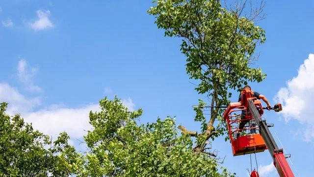 ‘Undermining’ tree canopy: Stirling ratepayers cop eyewatering $350,000-plus bill for Western Power pruning